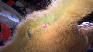 Misshandelter Kater